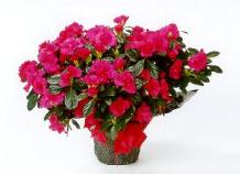 azalea