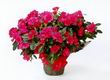 Azalea