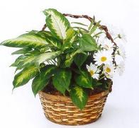 mix piante in cesta