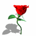 {short description of image}