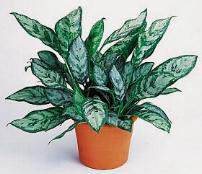 pianta verde