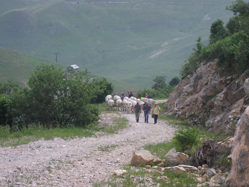 Salita Alpeggi 2012