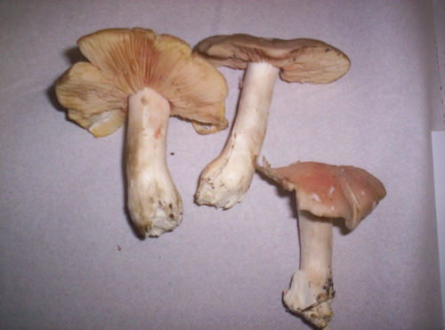 Funghi velenosi Entoloma sinuatum