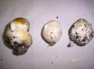 Funghi Velenosi Mortali Amanita phalloides primordi -Ovuli-