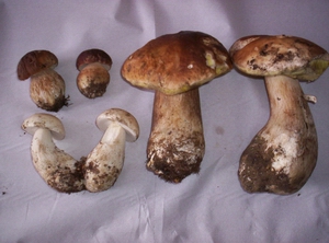 Funghi commestibili -Boletus edulis e relativo gruppo