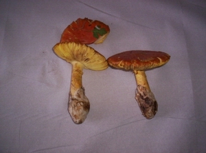Funghi commestibili -Amanita caesarea