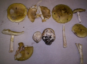 Funghi Velenosi Mortali  Amanita phalloides esemplari-