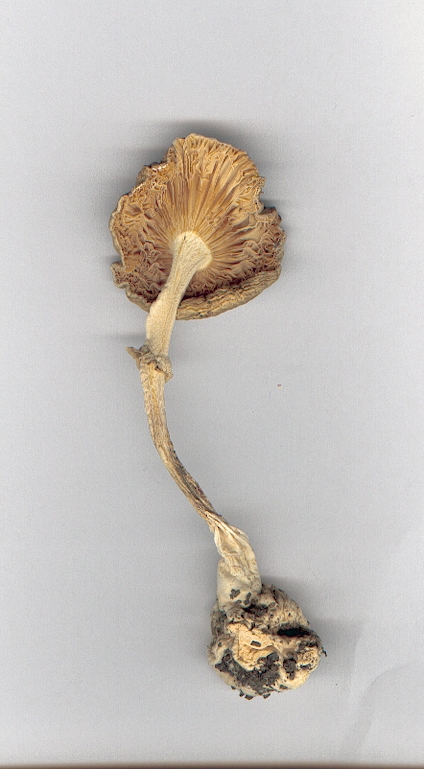 Funghi Velenosi Mortali -Amanita phalloides essiccata-