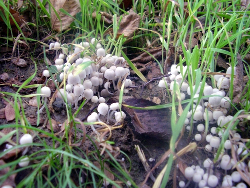 Funghi non commestibili - Coprinus disseminatus -