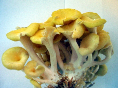 Funghi commestibili Pleurotus cornucopiae