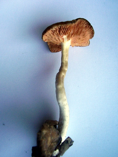Funghi velenosi Entoloma nidorosum