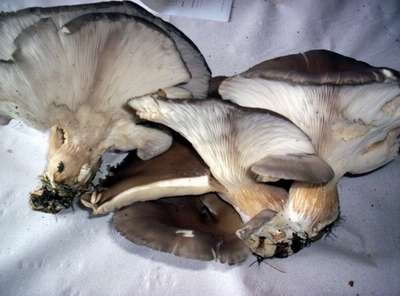 Funghi Commestibili Pleurotus ostreatus